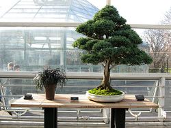 brooklyn-bonsai_03.jpg